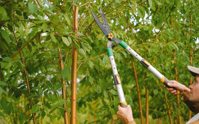 Tree trimming in North Ferrisburgh, VT