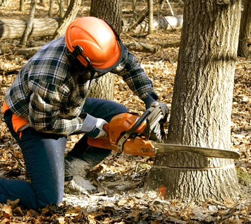 Tree Removal in North Ferrisburgh, VT